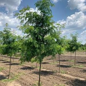 Gleditsia tri. inermis Shademaster® Honeylocust 