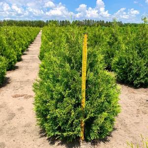 Thuja occidentalis Brabant Arborvitae 