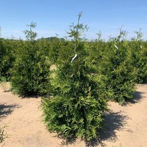 Arborvitae, Green Giant Arborvitae, Green Giant