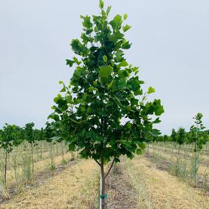 Liriodendron tulipifera 'JFS-Oz' Emerald City® Tulip Tree JFS 