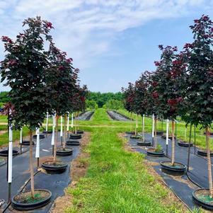 Acer trunc. x plat. 'JFS-KW202' Crimson Sunset® Maple JFS 