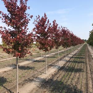 Acer rubrum 'Magnificent Magenta' Burgundy Belle® Red Maple