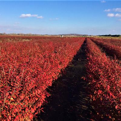 Burning Bush, Dwarf Burning Bush, Dwarf