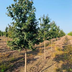 Maple, Hedge Maple, Hedge