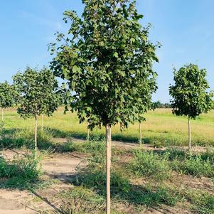 Acer saccharum Green Mountain Sugar Maple 