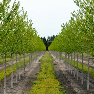 Acer freemanii 'Jeffersred' Autumn Blaze® Maple 