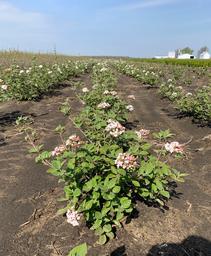 Viburnum, Koreanspice Viburnum, Koreanspice