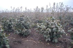 Viburnum, Cayuga Viburnum, Cayuga