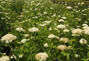 Viburnum, Arrowwood Viburnum, Arrowwood