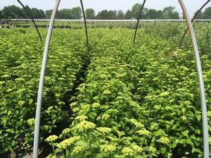 Viburnum, Chicago Lustre® Arrowwood Viburnum, Chicago Lustre® Arrowwood