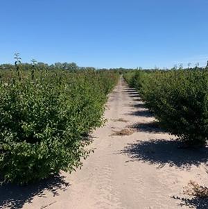 Viburnum prunifolium (Blackhaw Viburnum) 