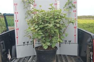 Viburnum, Juddi Viburnum, Juddi