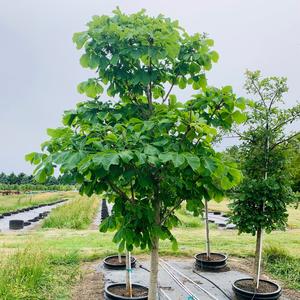 Aesculus hippocastanum Baumanii Horsechestnut 