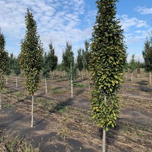 Carpinus betulus 'Fastigiata' Pyramidal Hornbeam 