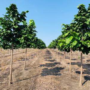 Catalpa, Northern Catalpa, Northern