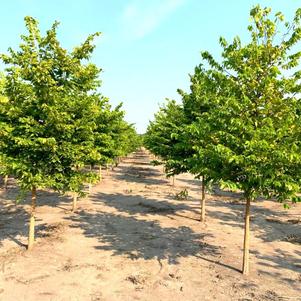 Hackberry, Common Hackberry, Common
