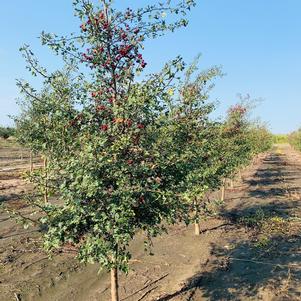 Crataegus ambigua Russian Hawthorn 