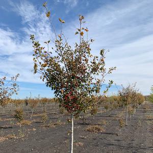 Crataegus viridis Winter King Hawthorn 