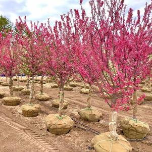 Malus Adams Crabapple 