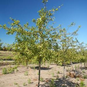 Crabapple, Floribunda Crabapple, Floribunda