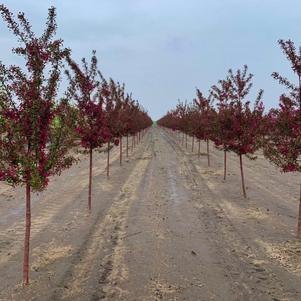 Malus Purple Prince Crabapple 