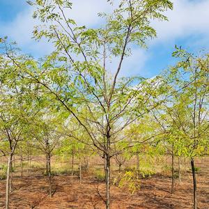 Gleditsia tri. inermis 'Impcole' Imperial® Honeylocust 