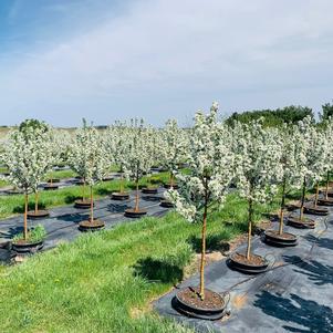 Malus Spring Snow Crabapple 