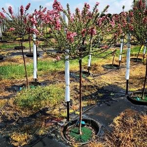 Malus 'Coralcole' Coralburst® Crabapple 