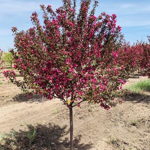 Malus Prairifire Crabapple 