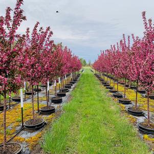 Crabapple, Royal RaindropsĀ® Crabapple, Royal RaindropsĀ®