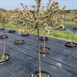 Malus sargentii 'Tina' Sargent Crabapple 