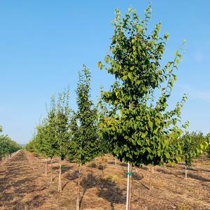 Ostrya virginiana Hophornbeam (American Ironwood) 