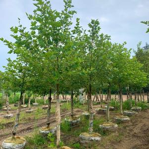 Platanus acerifolia 'Bloodgood' London Planetree 