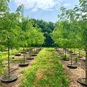 Gleditsia tri. inermis Skyline Honeylocust 