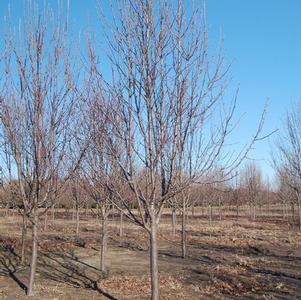 Pear, Redspire Pear, Redspire