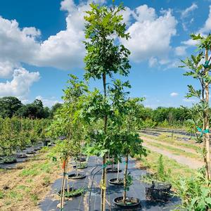 Quercus alba White Oak 