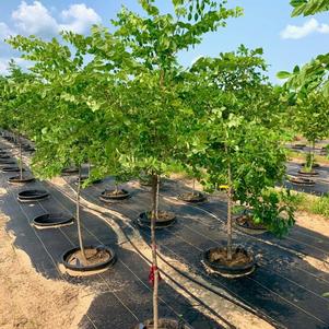 Gymnocladus dioicus Kentucky Coffeetree 