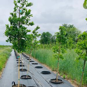 Quercus imbricaria Shingle Oak 