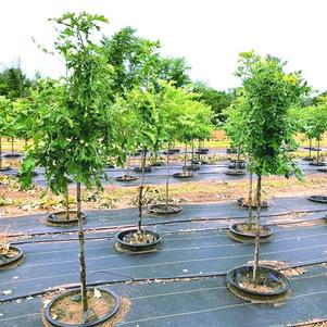 Oak, Bur Oak, Bur