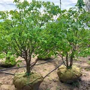 Syringa reticulata Japanese Tree Lilac 