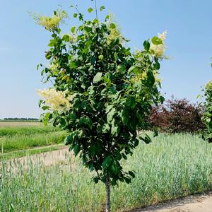 Syringa reticulata Ivory Silk® Japanese Tree Lilac 