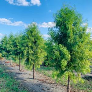 Taxodium distichum Shawnee Brave Bald Cypress 