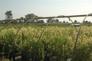 Privet, Cheyenne Privet, Cheyenne