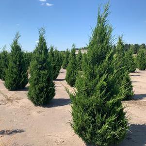 Juniperus virginiana 'Cupressifolia' Hillspire Juniper 