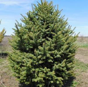Picea pungens Colorado Green Spruce 