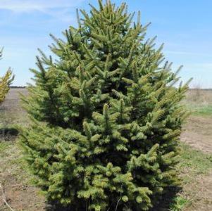 Spruce, Colorado Green Spruce, Colorado Green