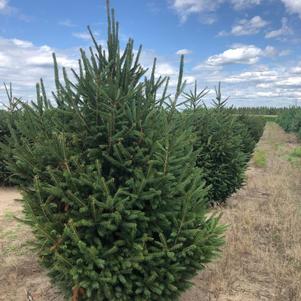 Picea abies Norway Spruce 