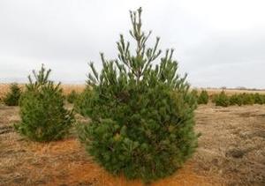 Pinus strobus Eastern White Pine 