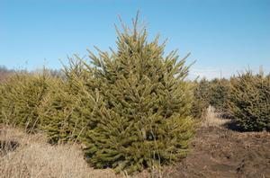 Fir, Douglas Fir, Douglas