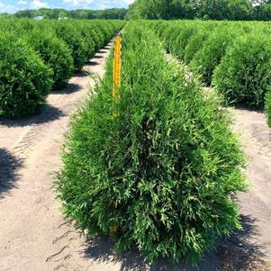 Thuja occidentalis Techny Arborvitae 